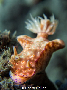 Beauty Nudi by Beate Seiler 